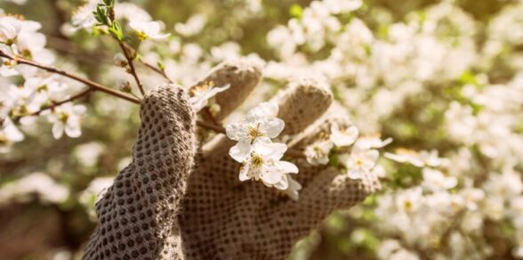 Gardener recruitment