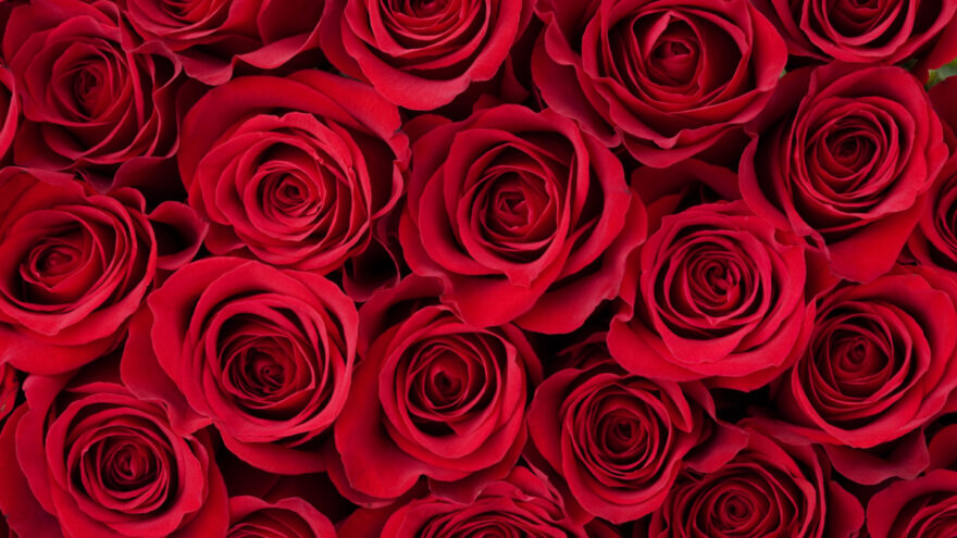 Red roses
