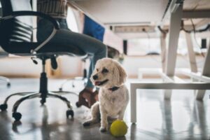 Cute white poodle dog in the office under the table