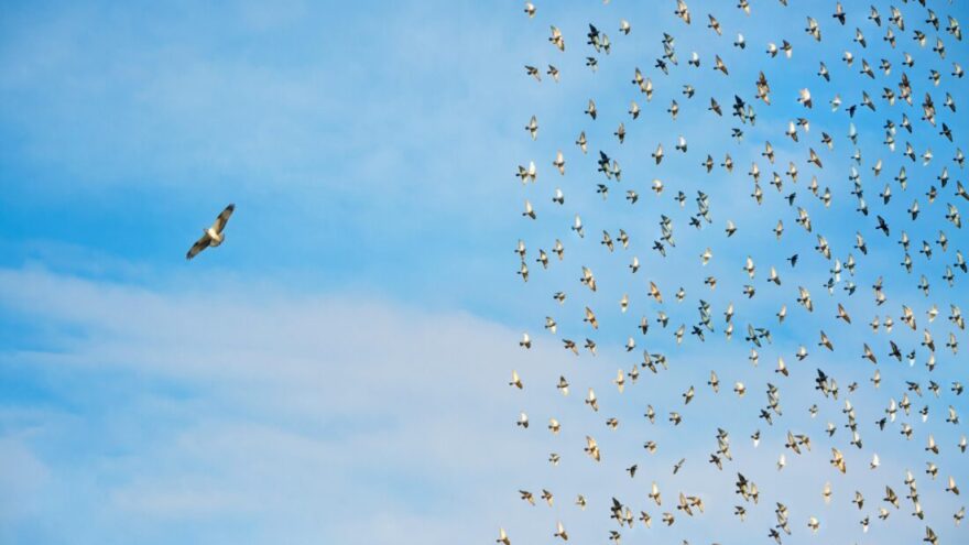 Individuality concept, birds in flight
