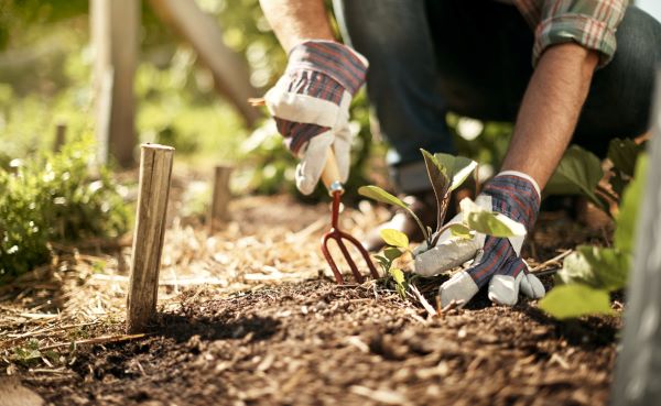 Close up of a gardener's gloved hands as they dig into soil.