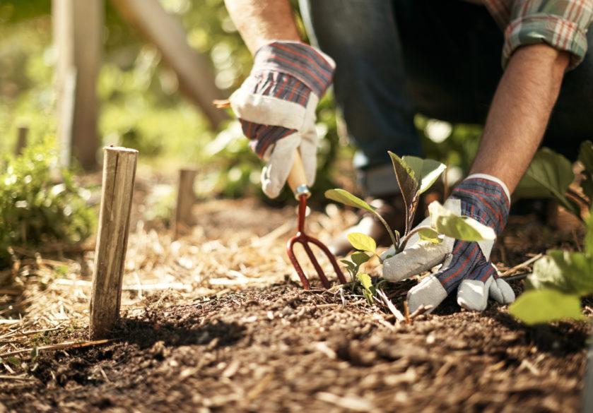 farmer working in a vegetable garden
