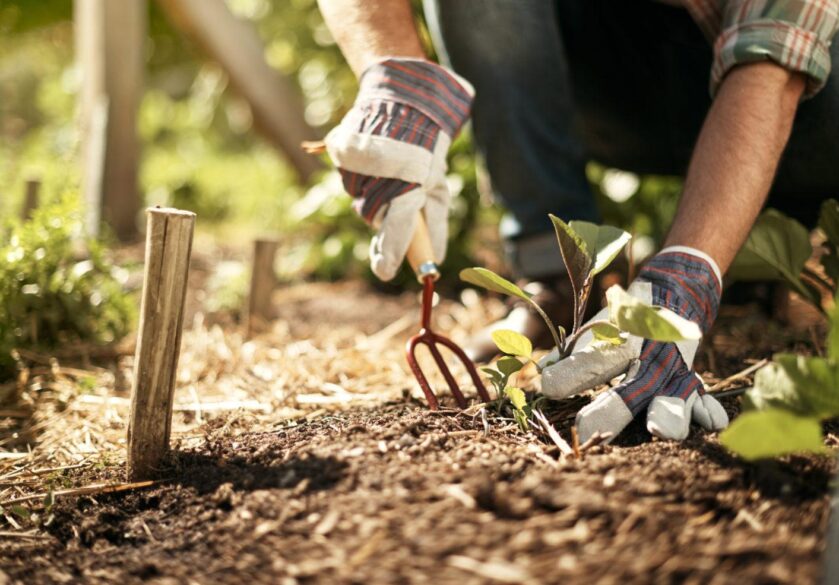 Private gardener working in a vegetable garden